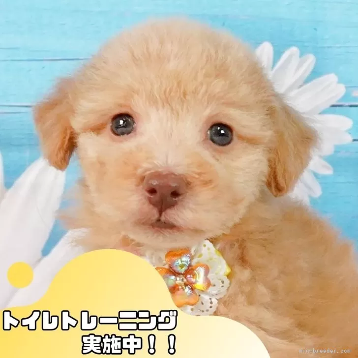 ID:2411-05611の子犬