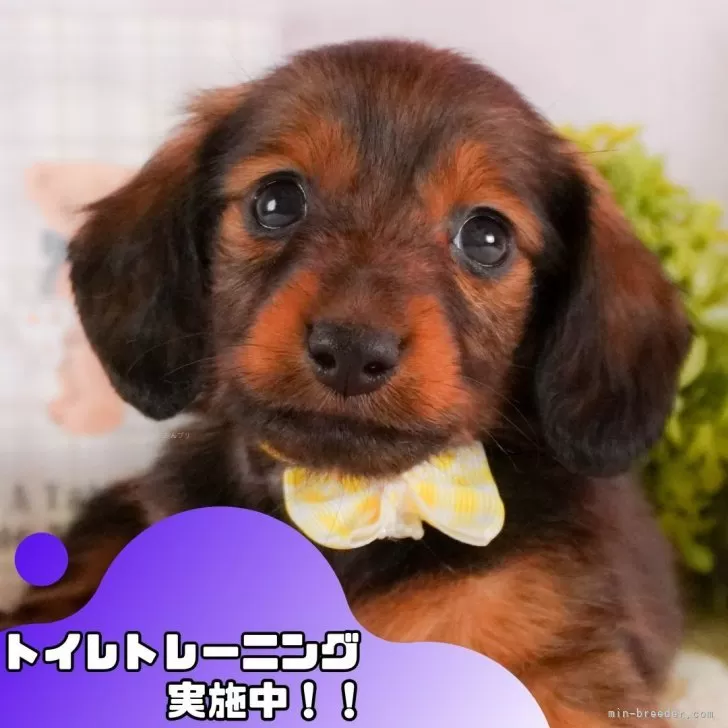 ララベル 様のお迎えした子犬