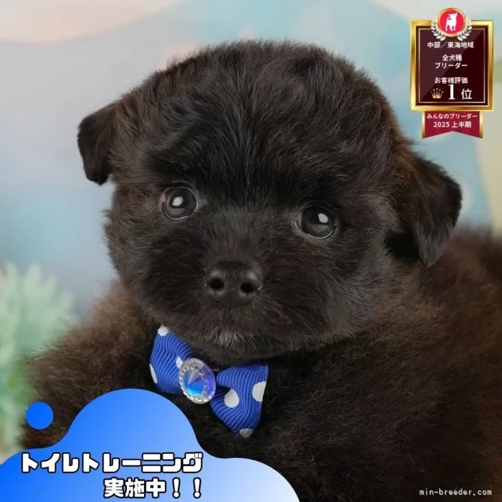 ポメプー(ポメラニアン×トイプードル)【静岡県・男の子・2025年9月30日・ブラック】の写真1「沢山の子犬画像や当犬舎の情報を掲載しています💖是非、見てください🎶」