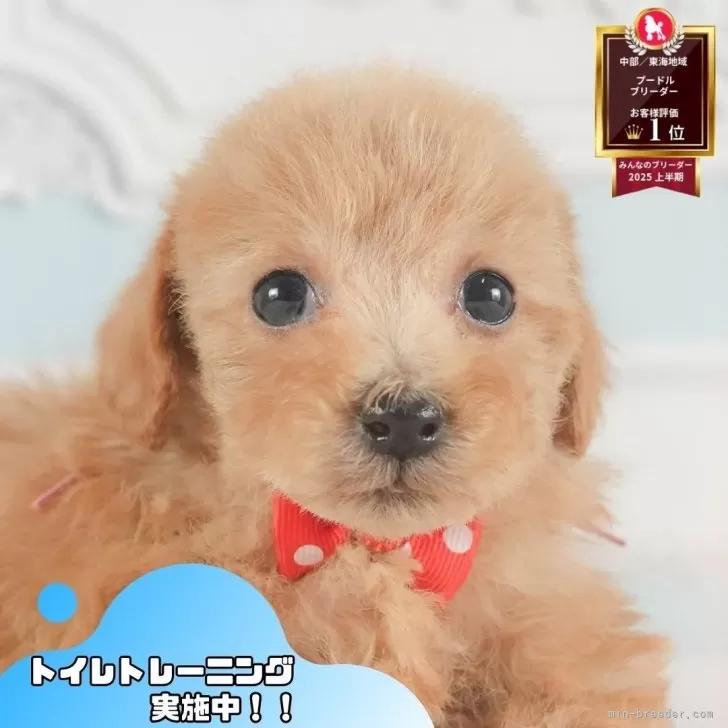 M.Y 様のお迎えした子犬