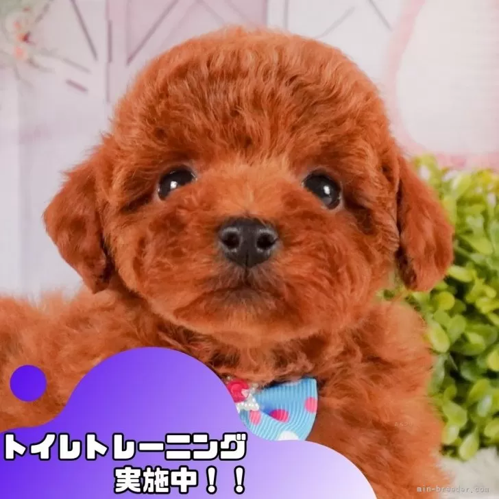 K.K 様のお迎えした子犬