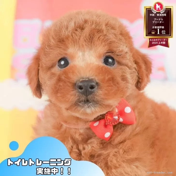 ID:2507-02570の子犬