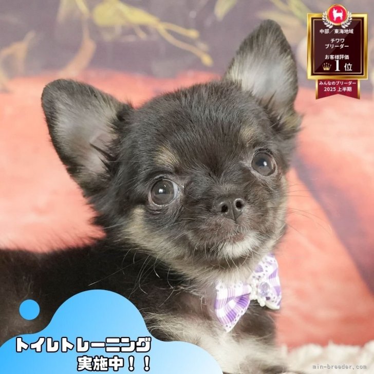 ロン犬　＊お気軽にコメント下さい＊ こたろう on X: 
