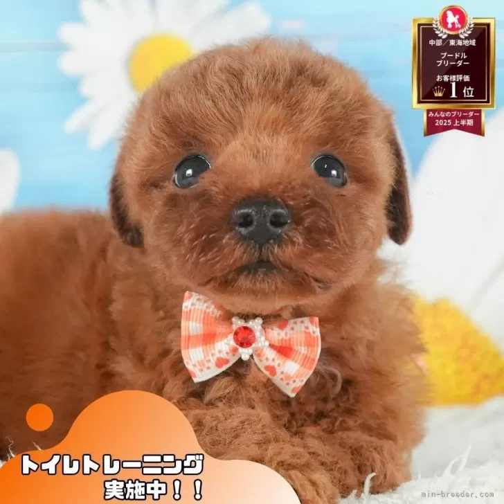トイプードル(トイ)【静岡県・男の子・2025年8月6日・レッド】の写真1「沢山の子犬画像や当犬舎の情報を掲載しています💖是非、見てください🎶」