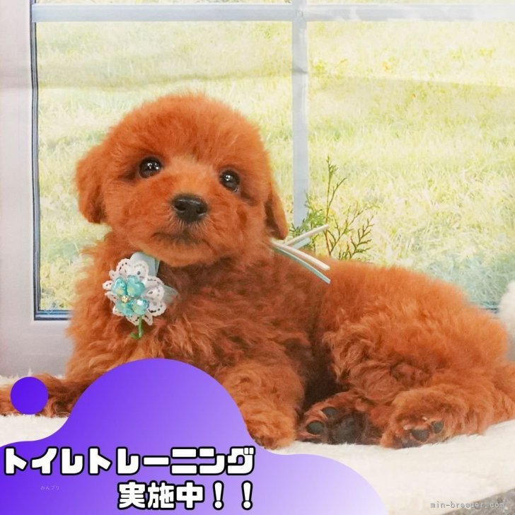 ブリーダー画像