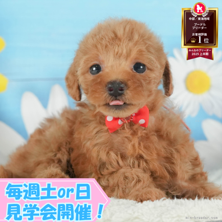ブリーダー画像