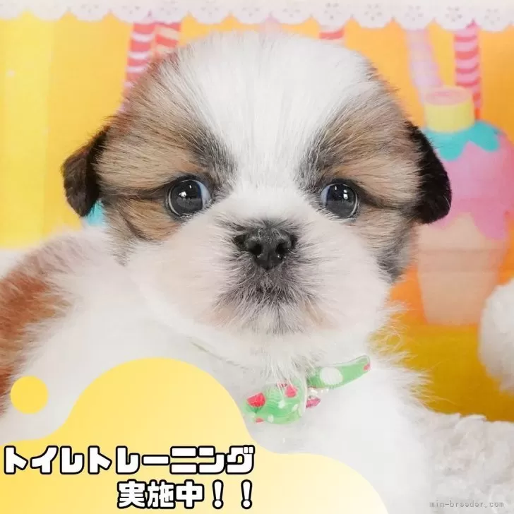 シーズー【静岡県・女の子・2025年5月19日・ゴールド&ホワイト】の写真1「沢山の子犬画像や当犬舎の情報を掲載しています💖是非、見てください🎶」
