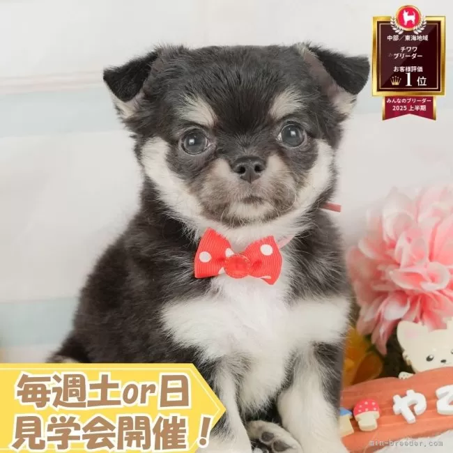 チワワ(ロング)【静岡県・女の子・2025年8月14日・ブラック&amp;タン】の写真1「沢山の子犬画像や当犬舎の情報を掲載しています💖是非、見てください🎶」