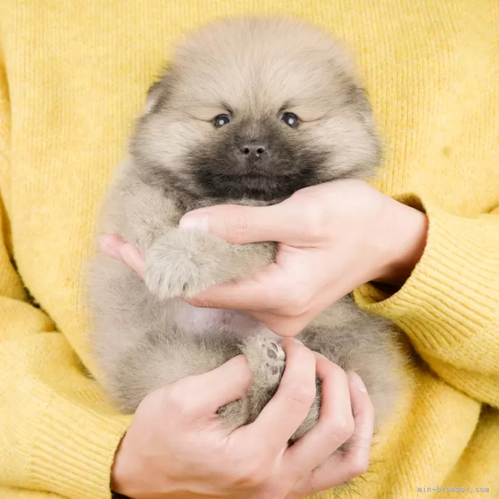 ポメラニアン【静岡県・男の子・2026年3月26日・クリーム】40頭の子犬