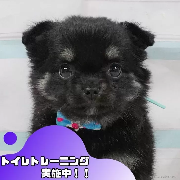 チワワ(ロング)【静岡県・女の子・2025年5月10日・ブラックタン&ホワイト】の写真1「沢山の子犬画像や当犬舎の情報を掲載しています💖是非、見てください🎶」