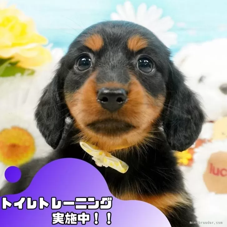 MIKI 様のお迎えした子犬