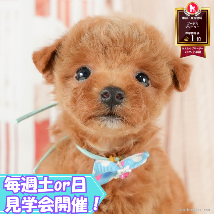 ブリーダー画像