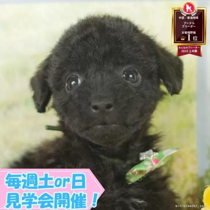 トイプードル(トイ)【静岡県・女の子・2025年8月15日・ブラック】の写真1「沢山の子犬画像や当犬舎の情報を掲載しています💖是非、見てください🎶」