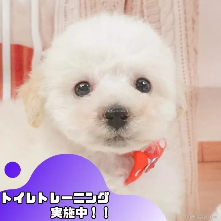 タイニープードル【静岡県・男の子・2025年5月2日・ホワイト】の写真1「沢山の子犬画像や当犬舎の情報を掲載しています💖是非、見てください🎶」