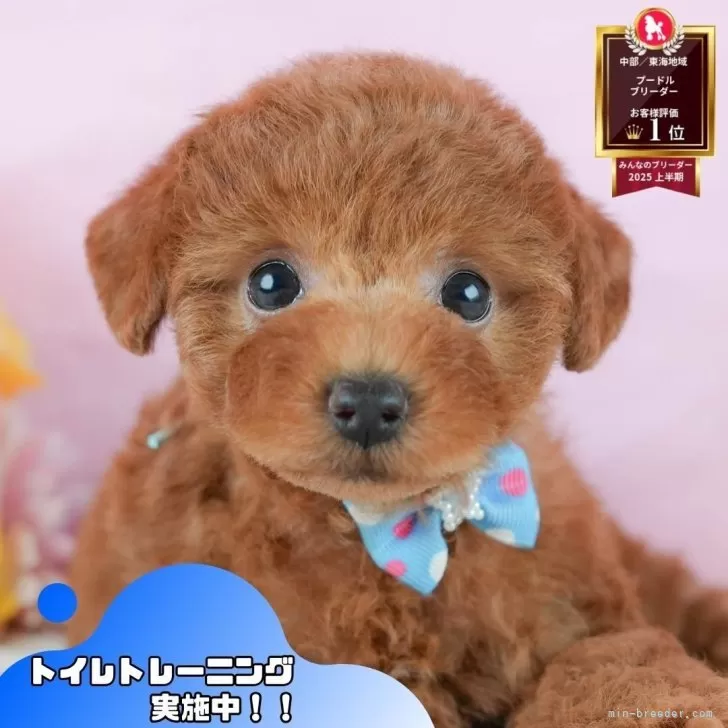 H.M 様のお迎えした子犬