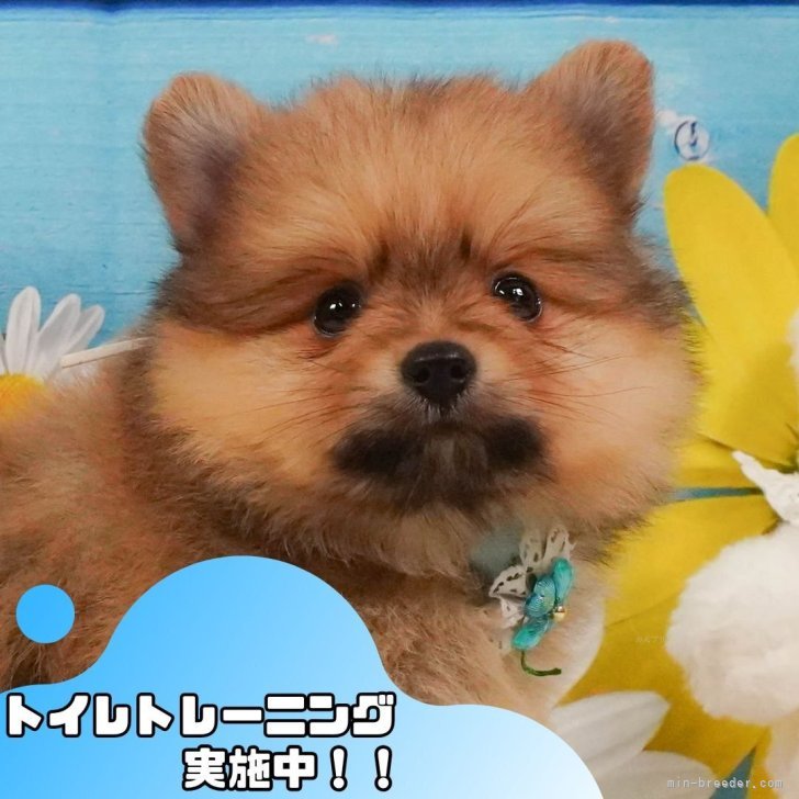 ブリーダー画像