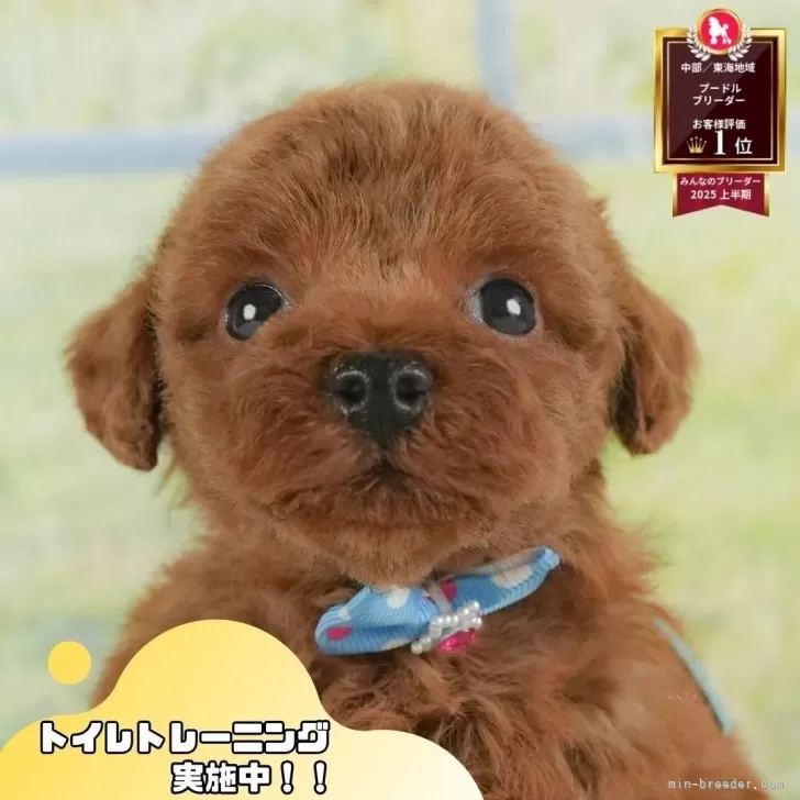 トイプードル(トイ)【静岡県・男の子・2025年6月25日・レッド】の写真1「沢山の子犬画像や当犬舎の情報を掲載しています💖是非、見てください🎶」