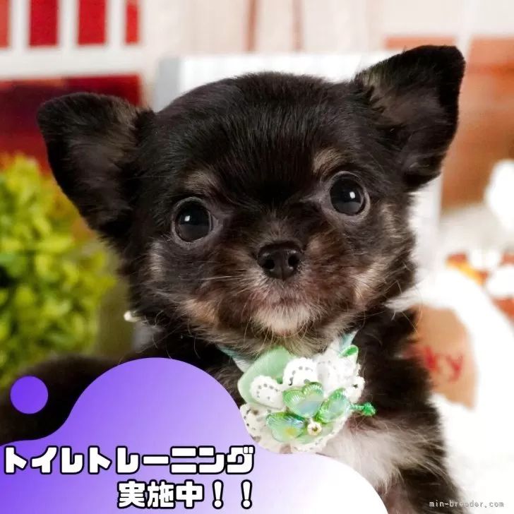 ID:2504-00347の子犬