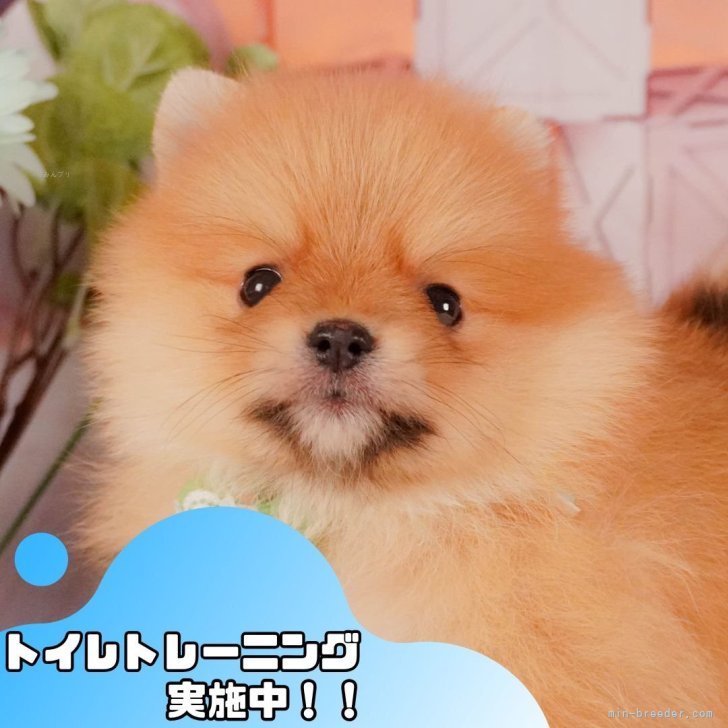 ブリーダー画像