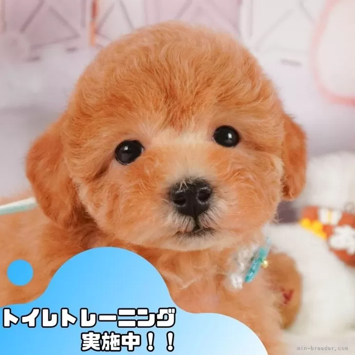 S.S 様のお迎えした子犬