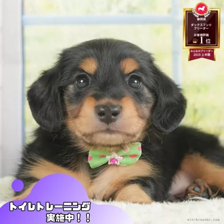 ミニチュアダックスフンド(ロング)【静岡県・男の子・2025年7月2日・ブラックタン】の写真1「沢山の子犬画像や当犬舎の情報を掲載しています💖是非、見てください🎶」
