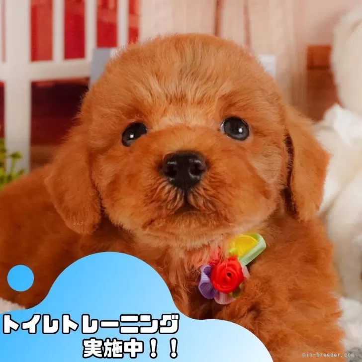 ちゃみ 様のお迎えした子犬