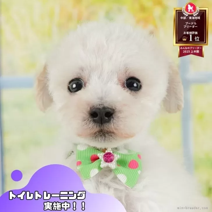タイニープードル【静岡県・男の子・2025年6月11日・ホワイト】の写真1「沢山の子犬画像や当犬舎の情報を掲載しています💖是非、見てください🎶」