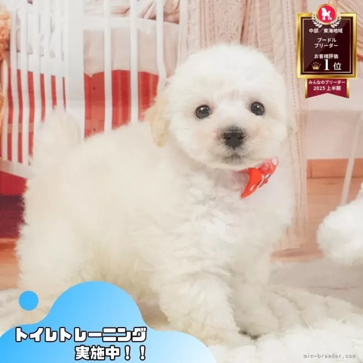 タイニープードル【静岡県・男の子・2025年5月2日・ホワイト】の写真1「沢山の子犬画像や当犬舎の情報を掲載しています💖是非、見てください🎶」