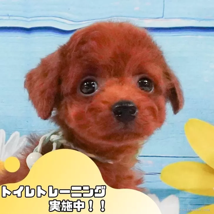 ID：2505-07018の子犬