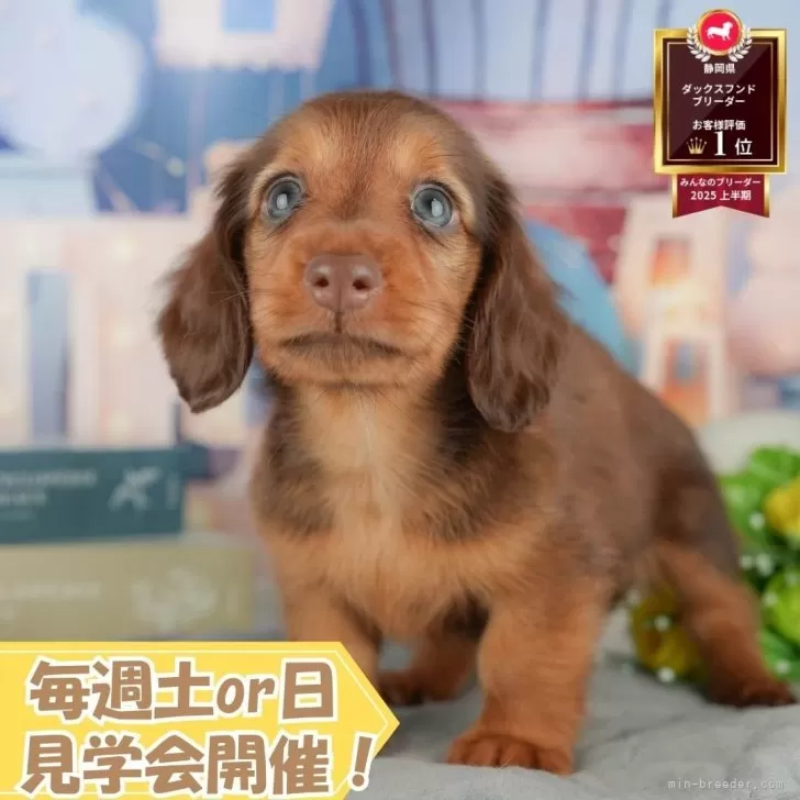Y.F 様のお迎えした子犬