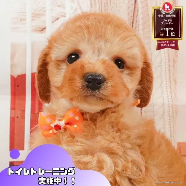 アプリコット　トイプードル アプリコットのトイプードル(トイ)の子犬を探す｜ブリーダー直販