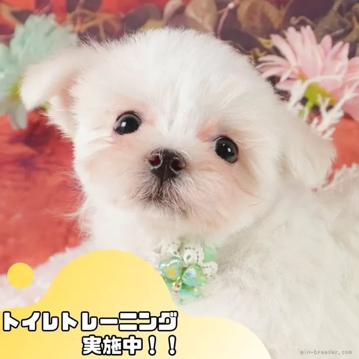 ID:2501-07719の子犬