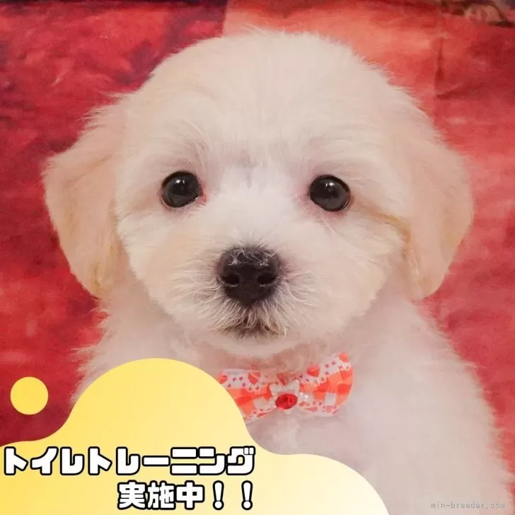 ID:2505-03580の子犬