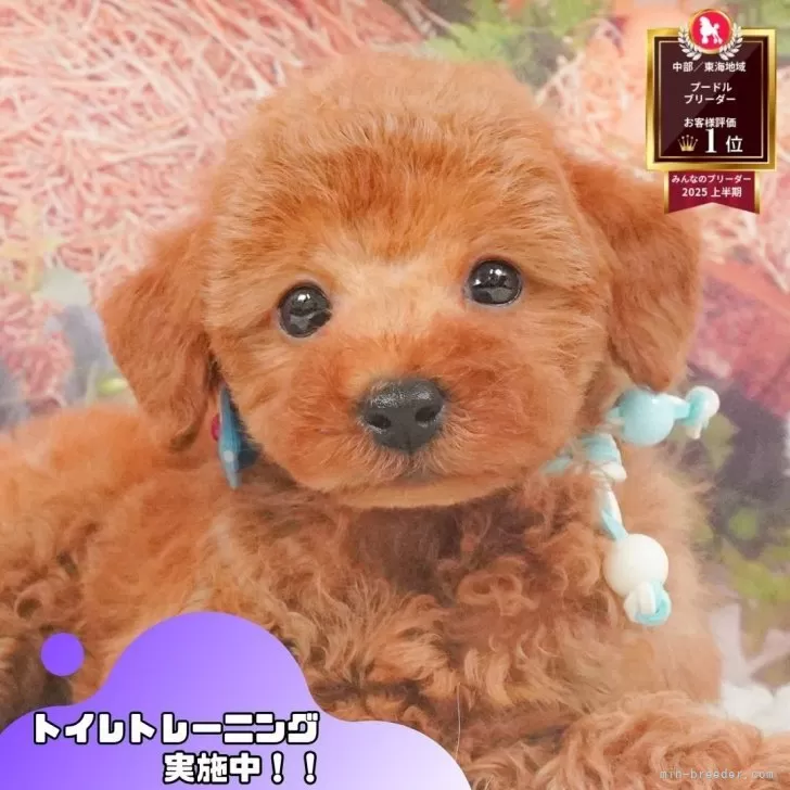 ID：2506-05154の子犬