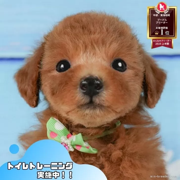 トイプードル(トイ)【静岡県・男の子・2025年5月29日・レッド】の写真1「沢山の子犬画像や当犬舎の情報を掲載しています💖是非、見てください🎶」