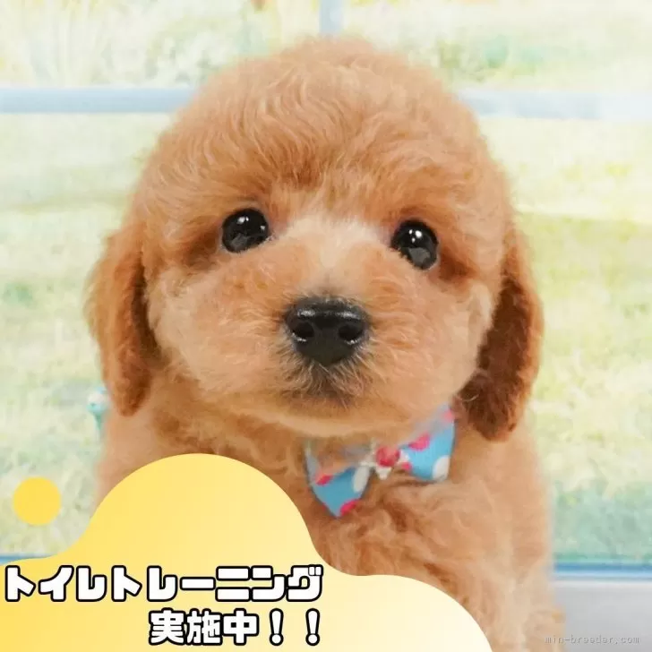 K.T 様のお迎えした子犬