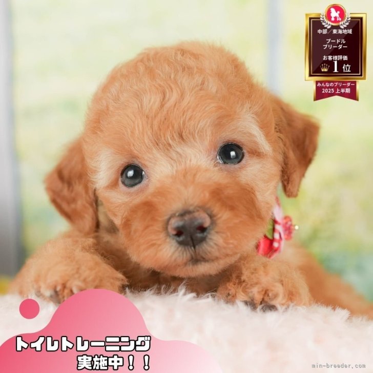 ブリーダー画像