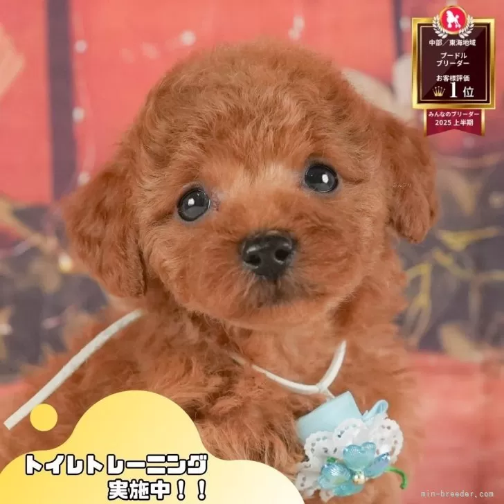 トイプードル(トイ)【静岡県・女の子・2025年6月20日・レッド】の写真1「沢山の子犬画像や当犬舎の情報を掲載しています💖是非、見てください🎶」