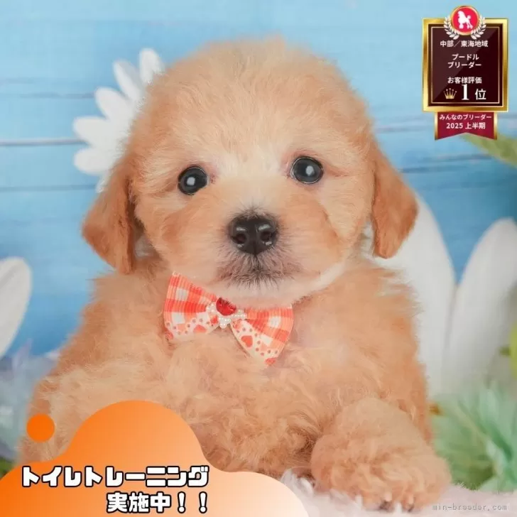 トイプードル(トイ)【静岡県・男の子・2025年9月16日・アプリコット】の写真1「沢山の子犬画像や当犬舎の情報を掲載しています💖是非、見てください🎶」