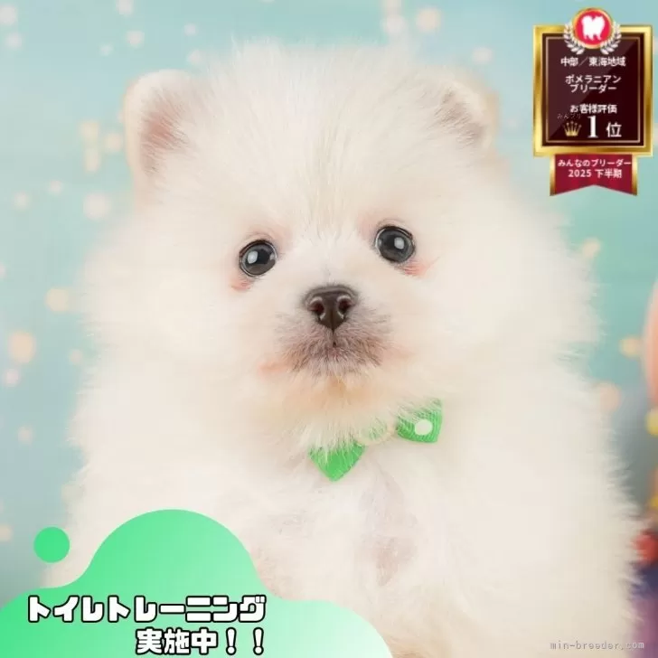 ポメラニアン【静岡県・男の子・2026年2月1日・ホワイト】の写真1「沢山の子犬画像や当犬舎の情報を掲載しています💖是非、見てください🎶」