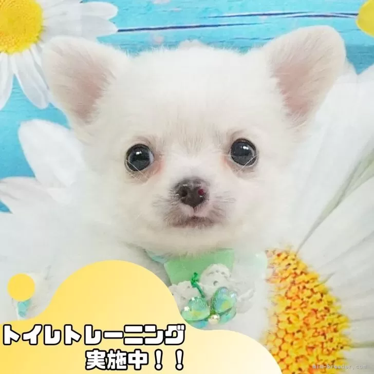ID:2506-02781の子犬