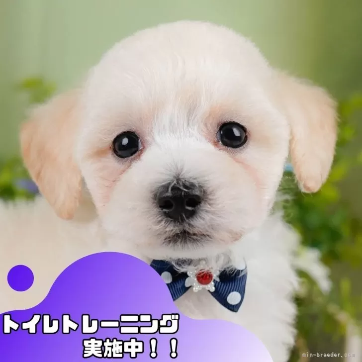 チェンチェン 様のお迎えした子犬