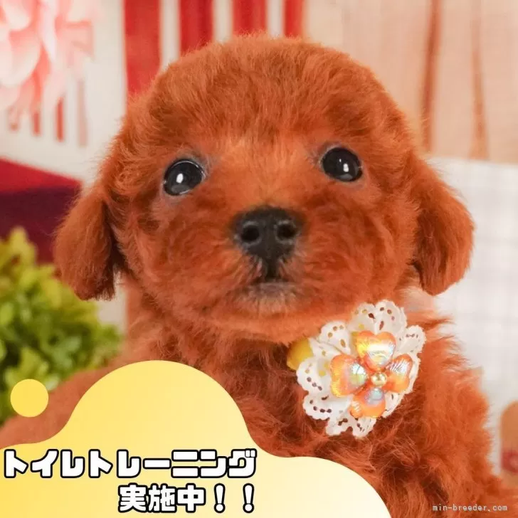 トイプードル(トイ)【静岡県・男の子・2025年3月19日・レッド】の写真1「沢山の子犬画像や当犬舎の情報を掲載しています💖是非、見てください🎶」
