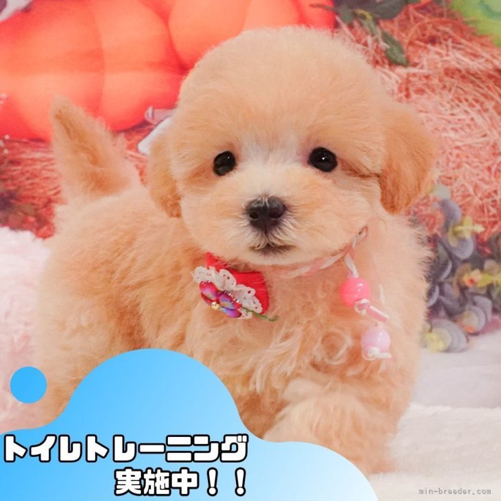 ブリーダー画像