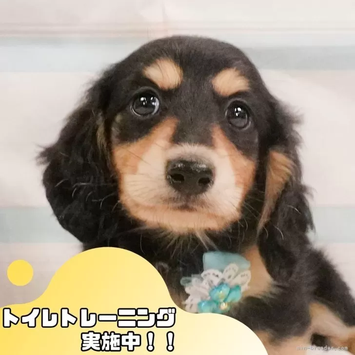 K.O 様のお迎えした子犬