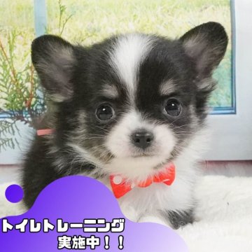 チワワ(ロング)【静岡県・男の子・2025年4月29日・ブラックタン&ホワイト】の写真「6/15は父の日見学会🐾運命の出会いを💙」