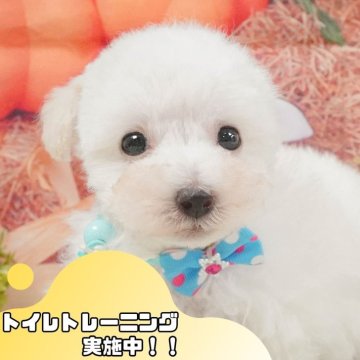 タイニープードル【静岡県・男の子・2025年5月2日・ホワイト】の写真「💬6/29限定！子犬のお迎え前相談会🐾🌟」