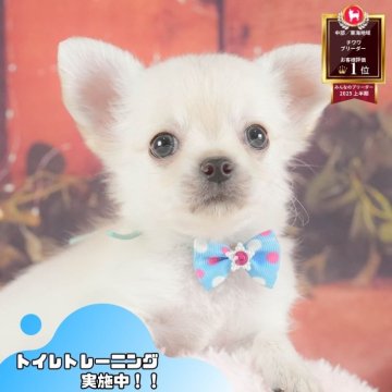 チワワ(ロング)【静岡県・男の子・2025年7月6日・ホワイト】の写真「8/23全犬種見学会🐶8/24は安心相談会開催！」
