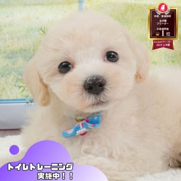 マルプー(マルチーズ×トイプードル)【静岡県・男の子・2025年5月8日・クリーム】の写真「🐶8/30(土)わんちゃんの見学会開催🎉」