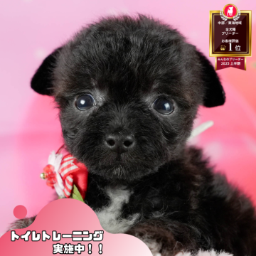 チワプー(トイプードル×チワワ)【静岡県・男の子・2025年9月3日・ブラック&ホワイト】の写真「🍂🐾11/22～24開催🍁お迎え前相談会🎉」
